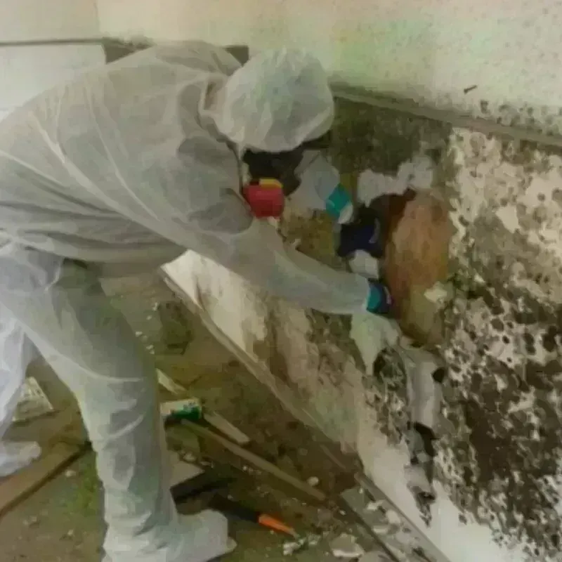 Mold Remediation and Removal in Newport, SC